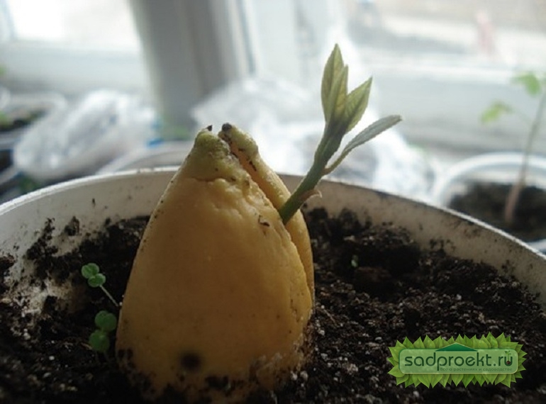 как посадить авокадо