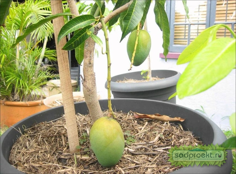 Как вырастить манго из косточки. Советы, описание, фото