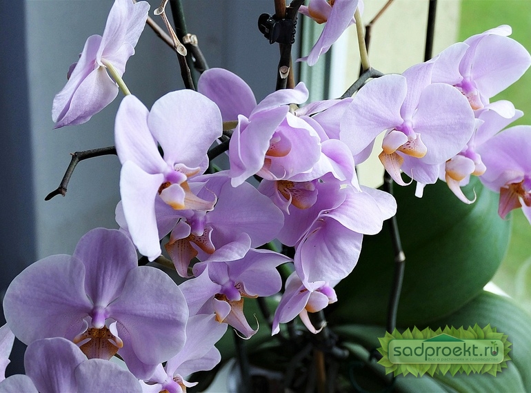 комнатная орхидея