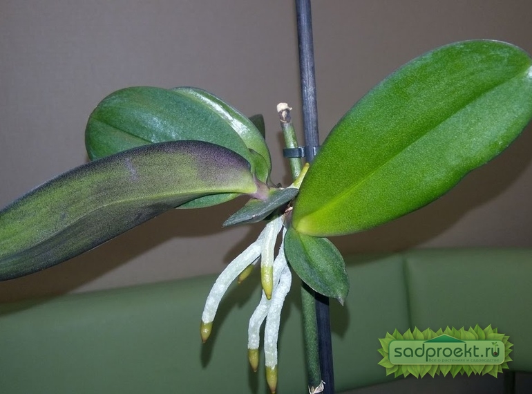 размножение комнатной орхидеи