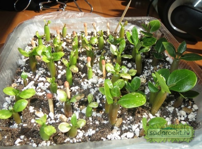 Выращивание адениума из семян в домашних условиях, где купить семена  адениума