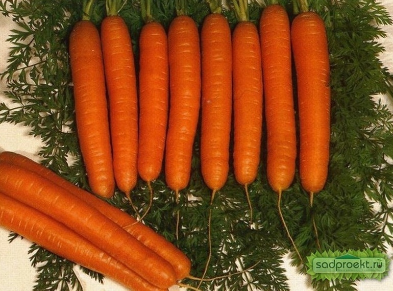 Когда и как сажать морковь, какую лучше сажать, какие сорта моркови сажатьвесной, видео